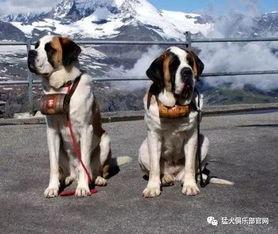 明星养猛犬吗,揭秘明星养猛犬背后的故事